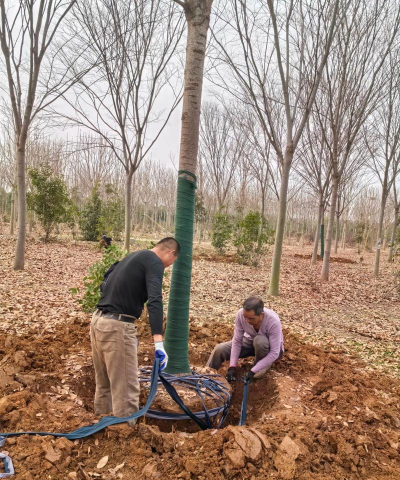 怎么样给榉树施肥