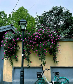 南京城市路边是什么花