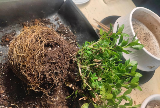 家庭养花用生根粉