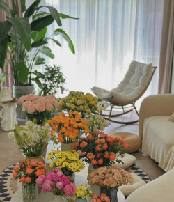 家庭养花用生根粉