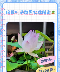 莲花叶子发黑怎么办