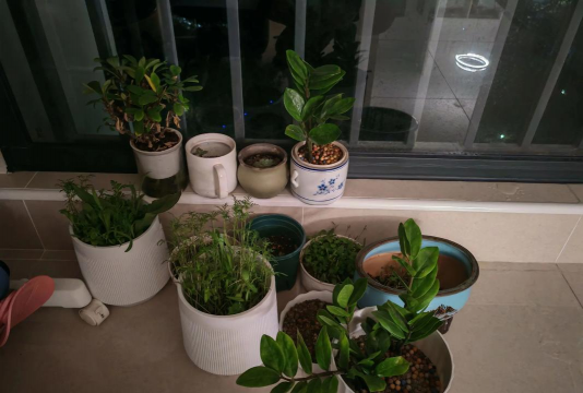 家庭养花用生根粉