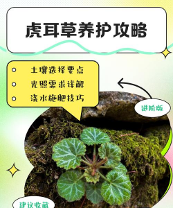 冬天虎耳草怎么养