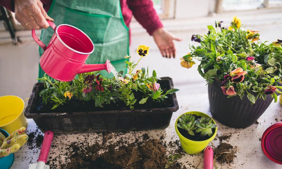 家庭养花用生根粉