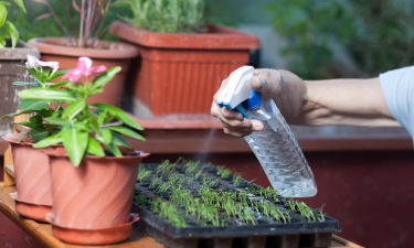 家庭养花用生根粉