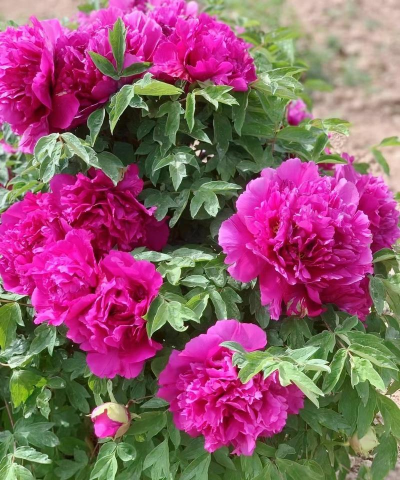 12月华北种什么花好看