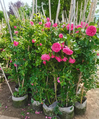 藤本月季什么季节种植