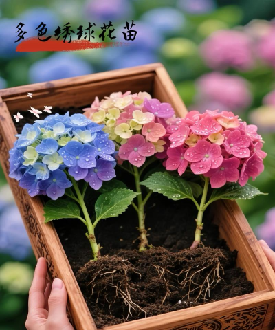 家庭养花用生根粉