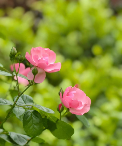 月季春天会怎么样