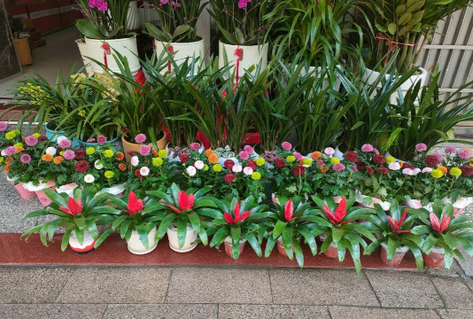 家庭养花用生根粉