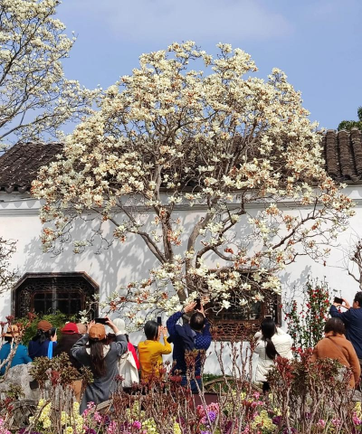 苏州卖白兰花是什么花