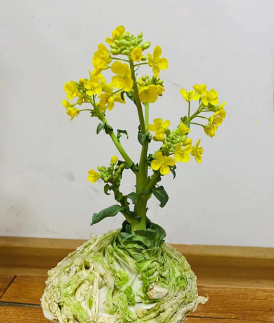 白菜根养花