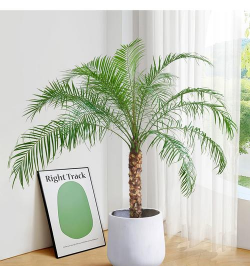 家庭养花  棕榈