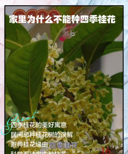 四季桂花为什么不能吃