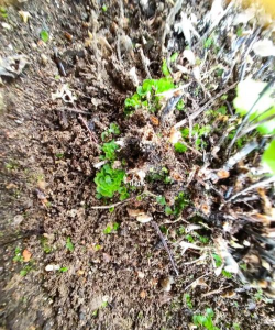 铁线蕨孢子出芽什么样