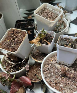 家庭养花用生根粉