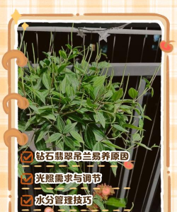 如何养钻石翡翠