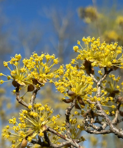 吴茱萸的花是什么颜色的
