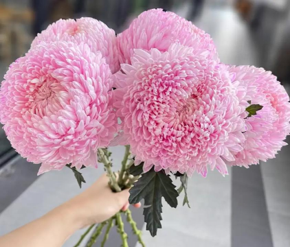 麦秆菊送什么人最好