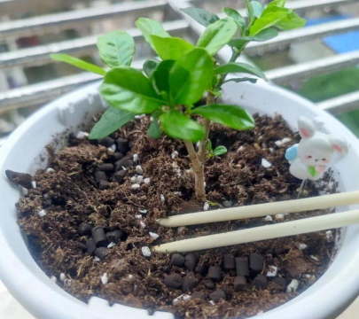 家庭养花用生根粉