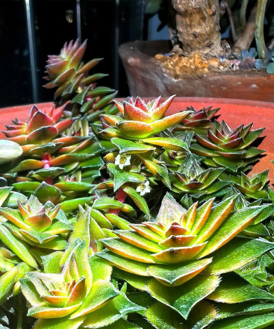 茜之塔开花有什么用