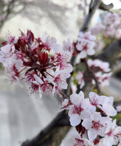 紫叶李开什么颜色的花