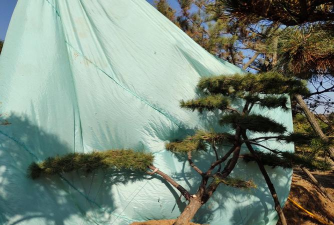 油松的防寒保护方法