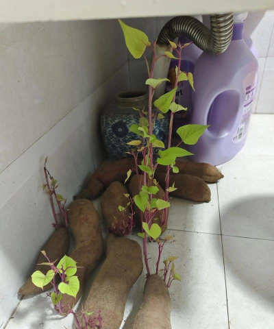 家庭养花用生根粉