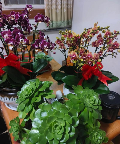 家庭养花用生根粉