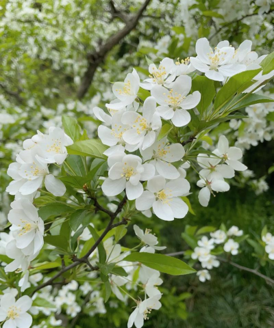 湖北省花是什么花啊