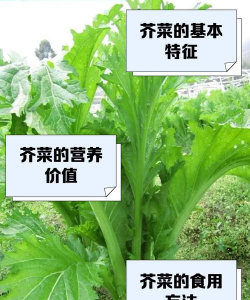 芥菜有个名字叫什么好