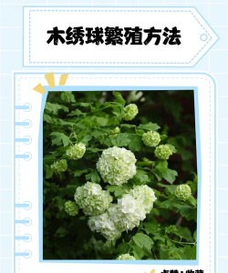 木绣球如何繁殖