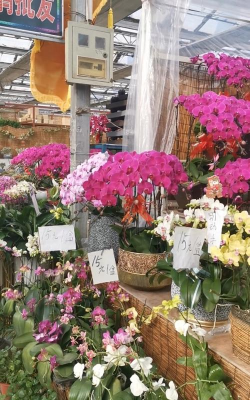 家庭养花用生根粉