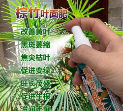 棕竹的叶子枯黄怎么办