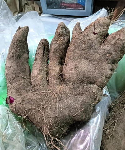 跟山药长的很像的是什么