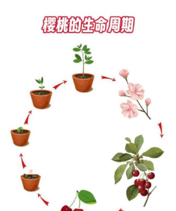樱桃的繁殖方法 樱桃的繁殖方法