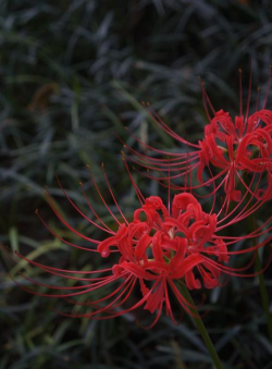彼岸花最初是什么颜色的