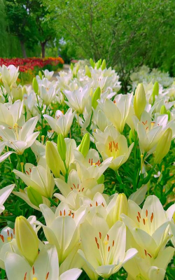 什么百合花在夏天开