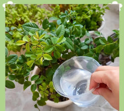 家庭养花用生根粉