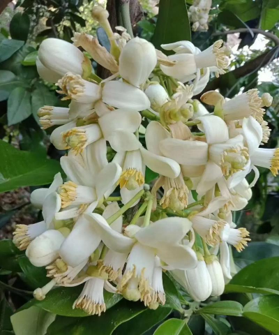 香柚是在什么时候开花