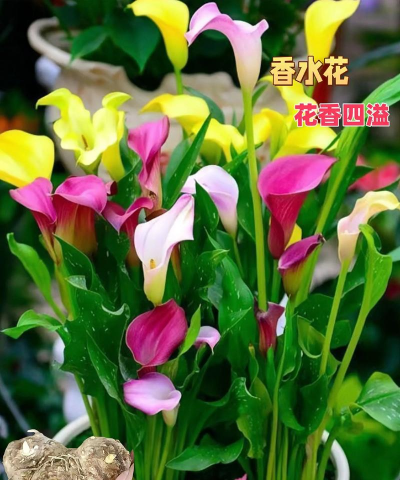 家庭养花用生根粉