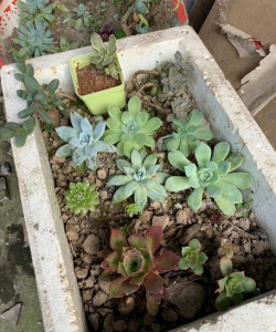 家庭养花用生根粉