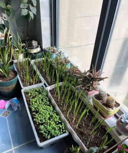 家庭养花用生根粉