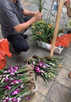 家庭养花用生根粉