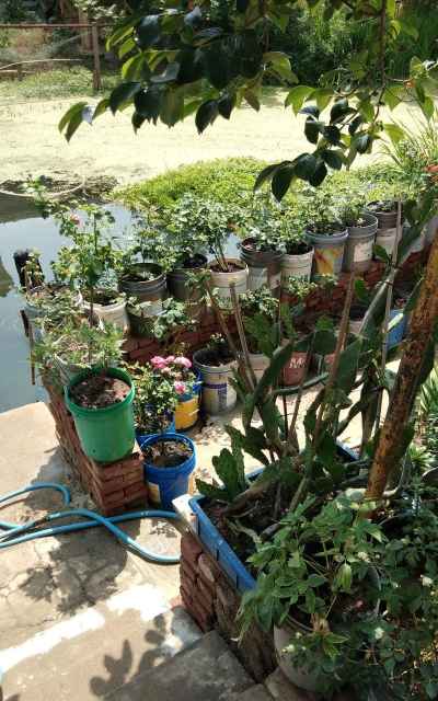 家庭养花用生根粉