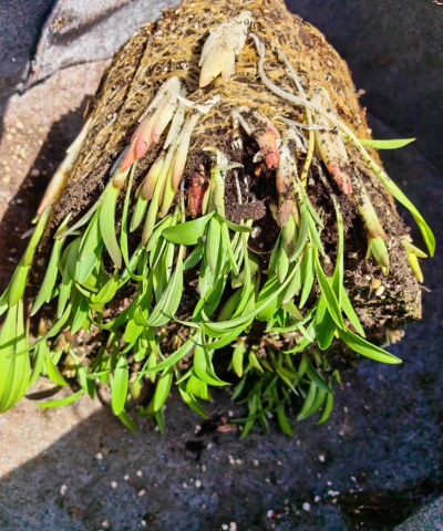 家庭养花用生根粉