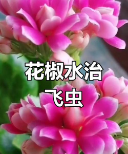 花椒防虫养花
