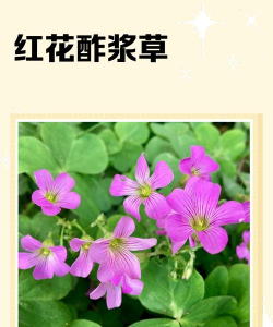 红花酢浆草的叶形是什么