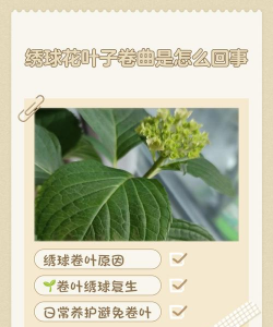 绣球叶子弯曲是怎么回事