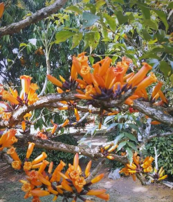 喷火龙花是什么样